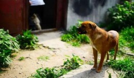 爆料狗带媳妇的视频大全,甜蜜瞬间尽收眼底